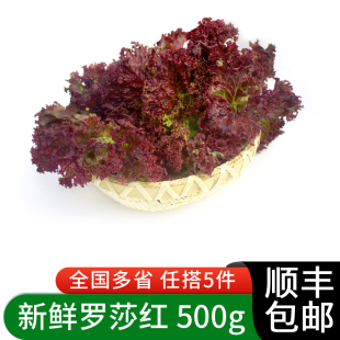 罗莎红500g 新鲜蔬菜沙拉食材紫叶红叶生菜西餐罗沙红生菜5件包邮