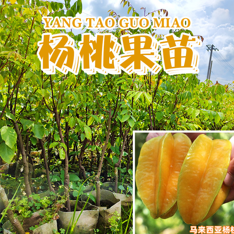 甜杨桃果苗树苗四季阳桃盆栽地栽星星果五敛子五棱子羊桃苗洋桃树