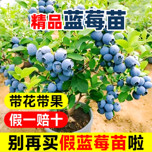 正宗f6蓝莓树果苗l25南北方种植庭院盆栽耐寒特大号蓝梅带果树苗