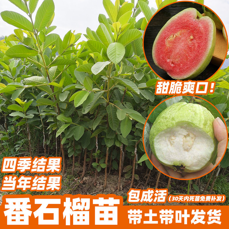 四季番石榴树果苗嫁接红心白肉台湾珍珠红宝石芭乐地栽巴乐果杯苗