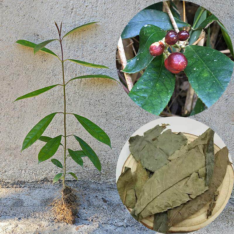 山香圆树苗林下经济中药材香豆根紫茎豆柴胡豆五味子仙草皂炒虎李