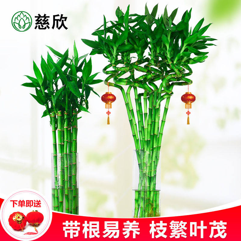 带根水养转运竹弯竹开运直竹富贵竹水培植物花卉竹子盆栽室内绿植