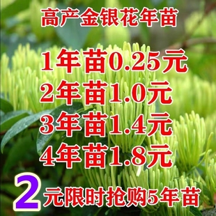 当年开花金银花苗树北花一号爬藤植物盆栽地栽食用药用四季金银花