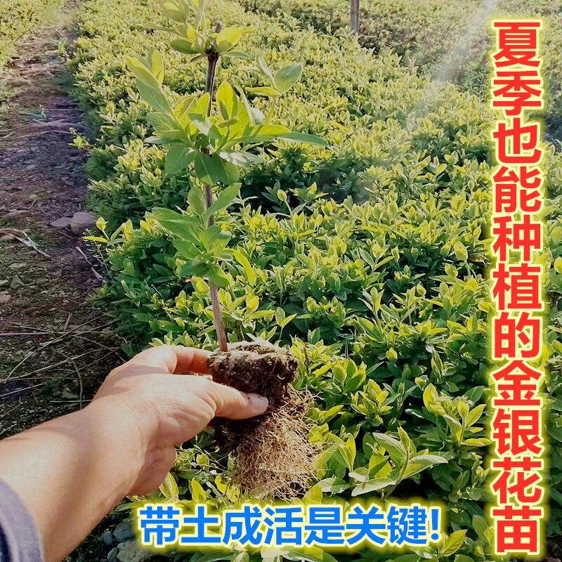 金银花苗营养杯苗北花一号药用南北方大面积种植盆栽地栽