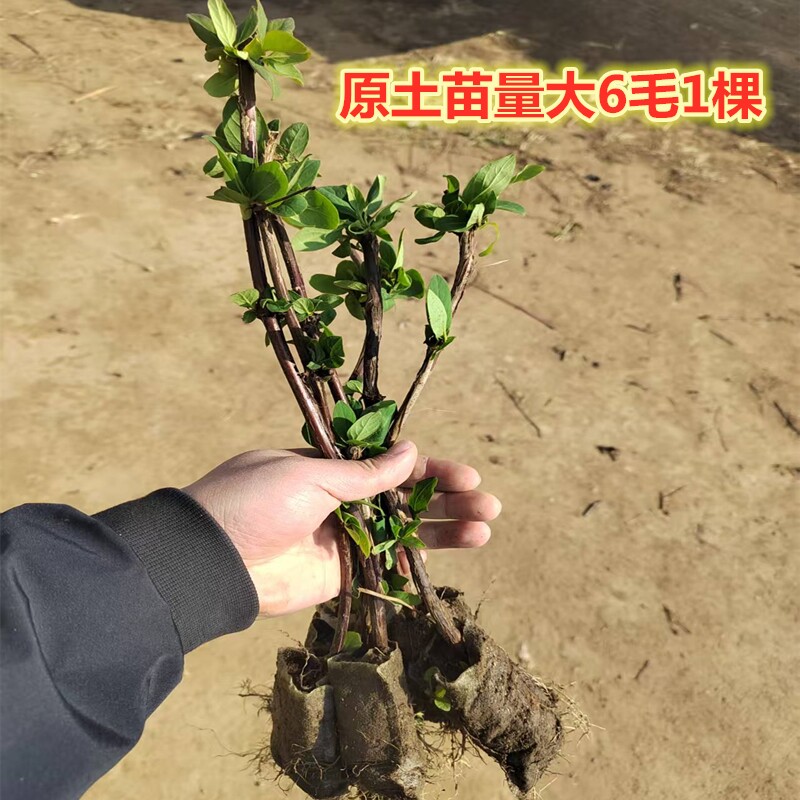 北花1号金银花苗盆栽树苗四季爬藤室外南方北方开花泡茶药用批发