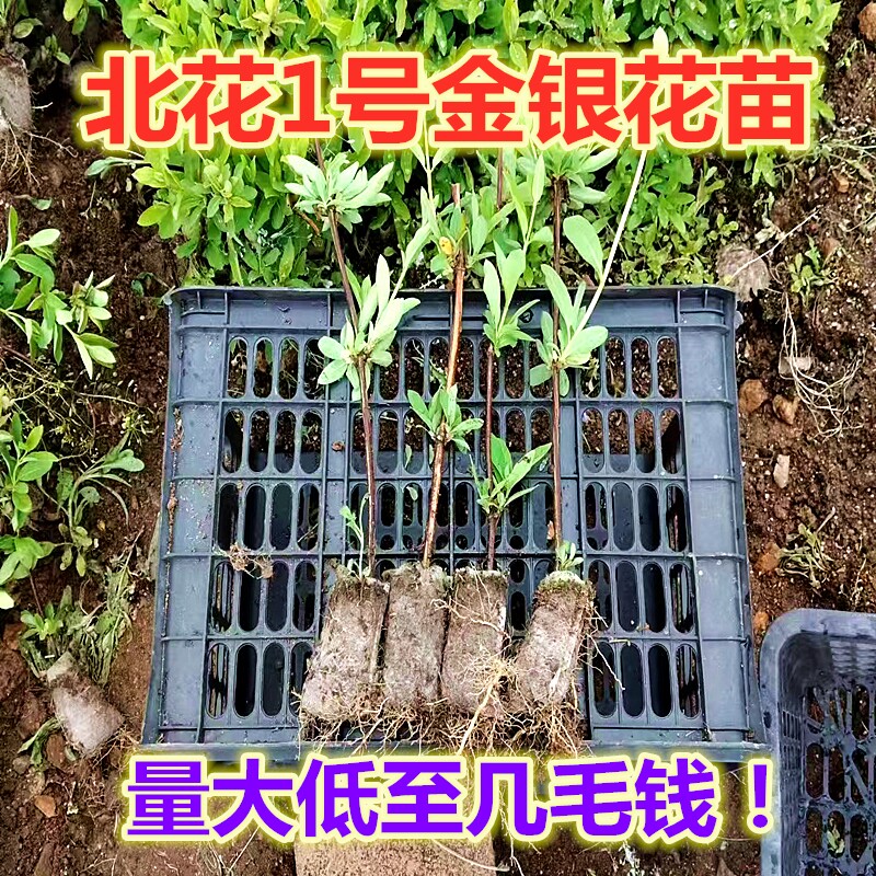 北花1号金银花苗盆栽树苗四季爬藤室外南方北方开花泡茶药用批发