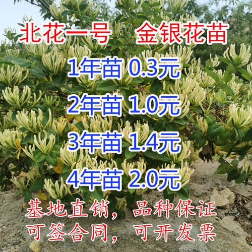金银花苗树爬藤植物北花一号当年开花盆栽地栽食用药用四季金银花