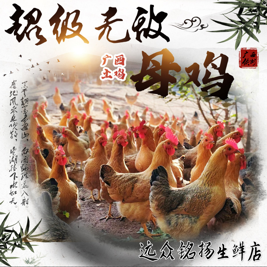 【当日现杀 顺丰空运】广西散养母鸡正宗土鸡整鸡生鲜鸡肉
