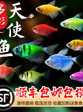 天使鱼观赏鱼小型热带鱼淡水鱼活体多色糖果鱼彩虹鱼好养耐活包邮