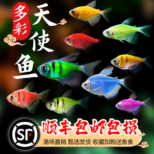 天使鱼天使鱼热带鱼渔场直销