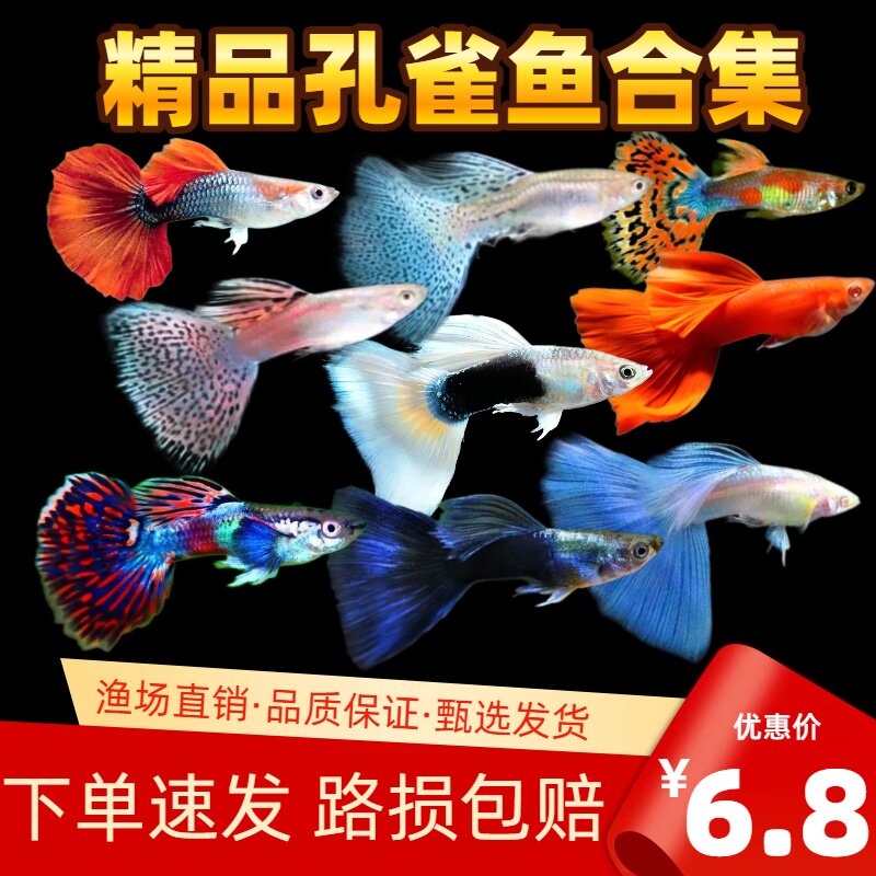 纯种孔雀凤尾鱼热带观赏鱼小型淡水鱼胎生鱼集锦好养易活包损包邮