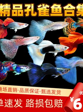 热带观赏鱼纯种精品孔雀顺丰包邮