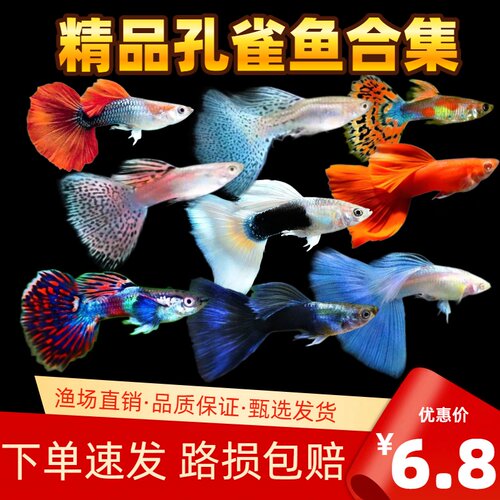 热带观赏鱼纯种精品孔雀顺丰包邮