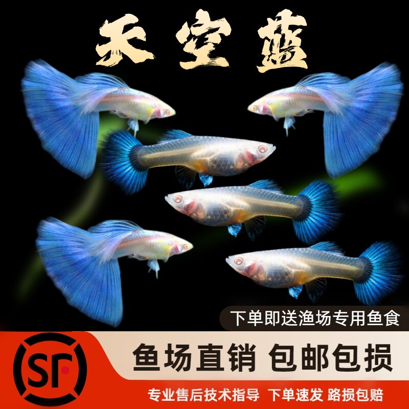 热带淡水观赏鱼精品凤尾孔雀鱼观鱼