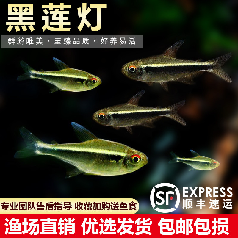 黑莲灯鱼小型热带观赏鱼黑灯管黑灯草缸群游灯科鱼淡水活体观赏鱼