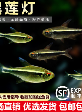 黑莲灯鱼小型热带观赏鱼黑灯管黑灯草缸群游灯科鱼淡水活体观赏鱼