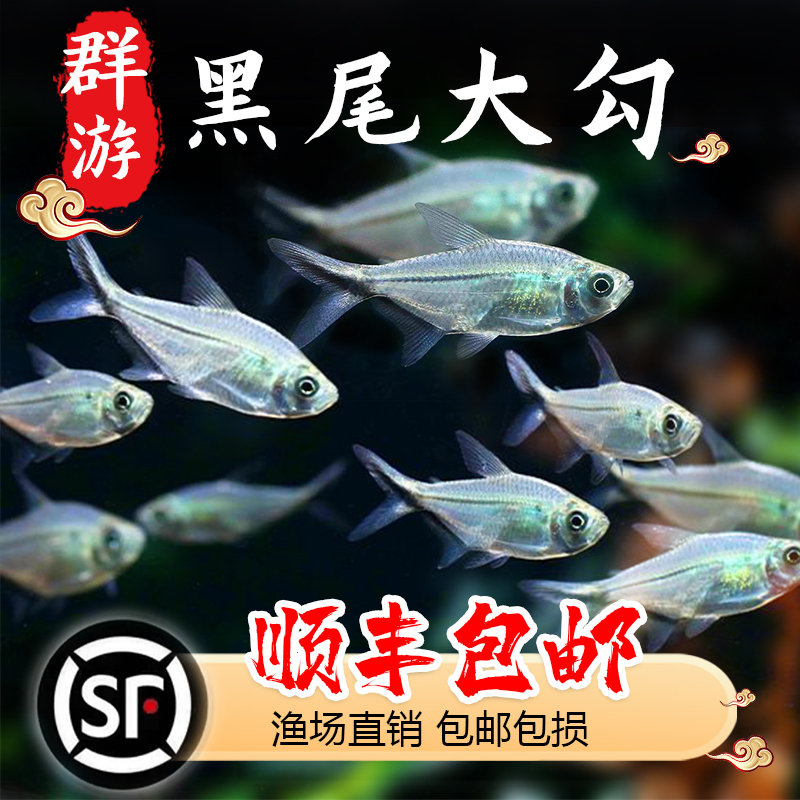黑尾大勾草缸群游鱼小型热带淡水观赏鱼黑尾扯旗灯科鱼活体鱼包损