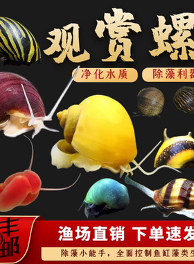神秘螺观赏螺渔场直销工具螺