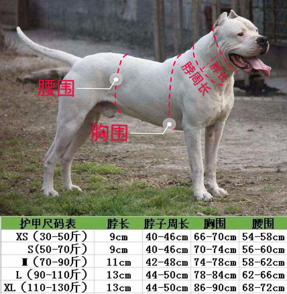 正品比特杜高狗护甲猛犬 新品2019猎犬防护服 打野猪服装 衣服 秋