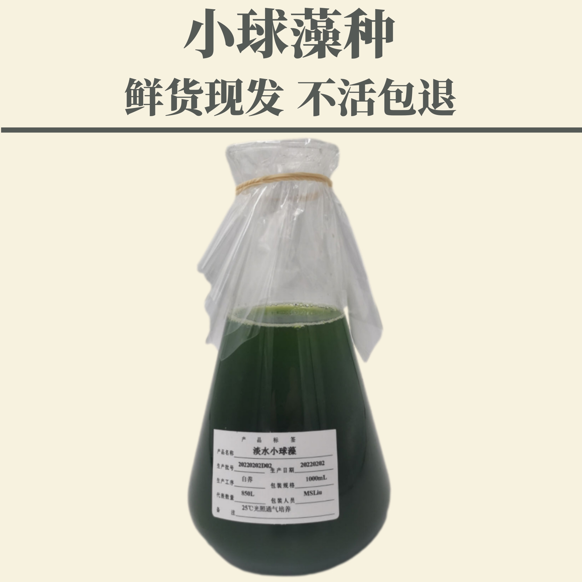 小球藻藻种  水产养殖肥水培藻  肥水藻  海水小球藻培养基