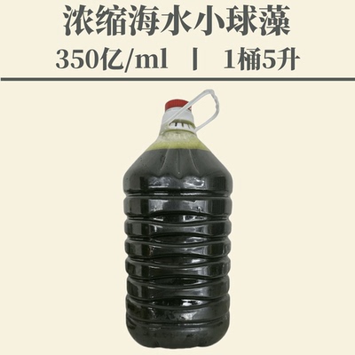 海水小球藻轮虫饵料小球藻浓缩液