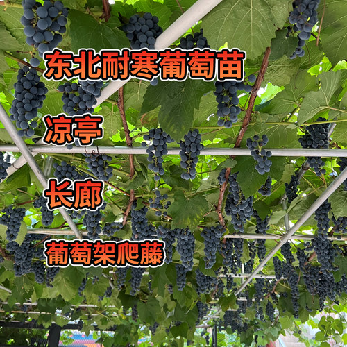 葡萄树苖东北特耐寒爬藤凉亭长廊