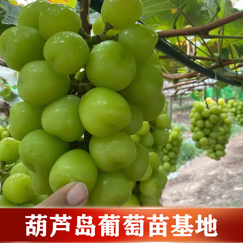 阳光玫瑰葡萄苗葡萄树苖辽宁葫芦岛基地南北方均种植耐寒葡萄树苗