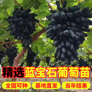 蓝宝石葡萄苗果树北方南方种植抗寒庭院爬藤盆栽葡萄树苖当年结果