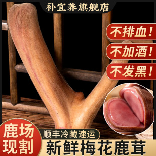 梅花鲜鹿茸整枝新鲜带血切片头茬二杠正品 100g泡酒专用药材男滋补