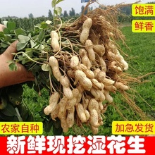 当季鲜花生现挖湿花生带壳花生当季生吃农家新鲜可水煮粉红皮新货