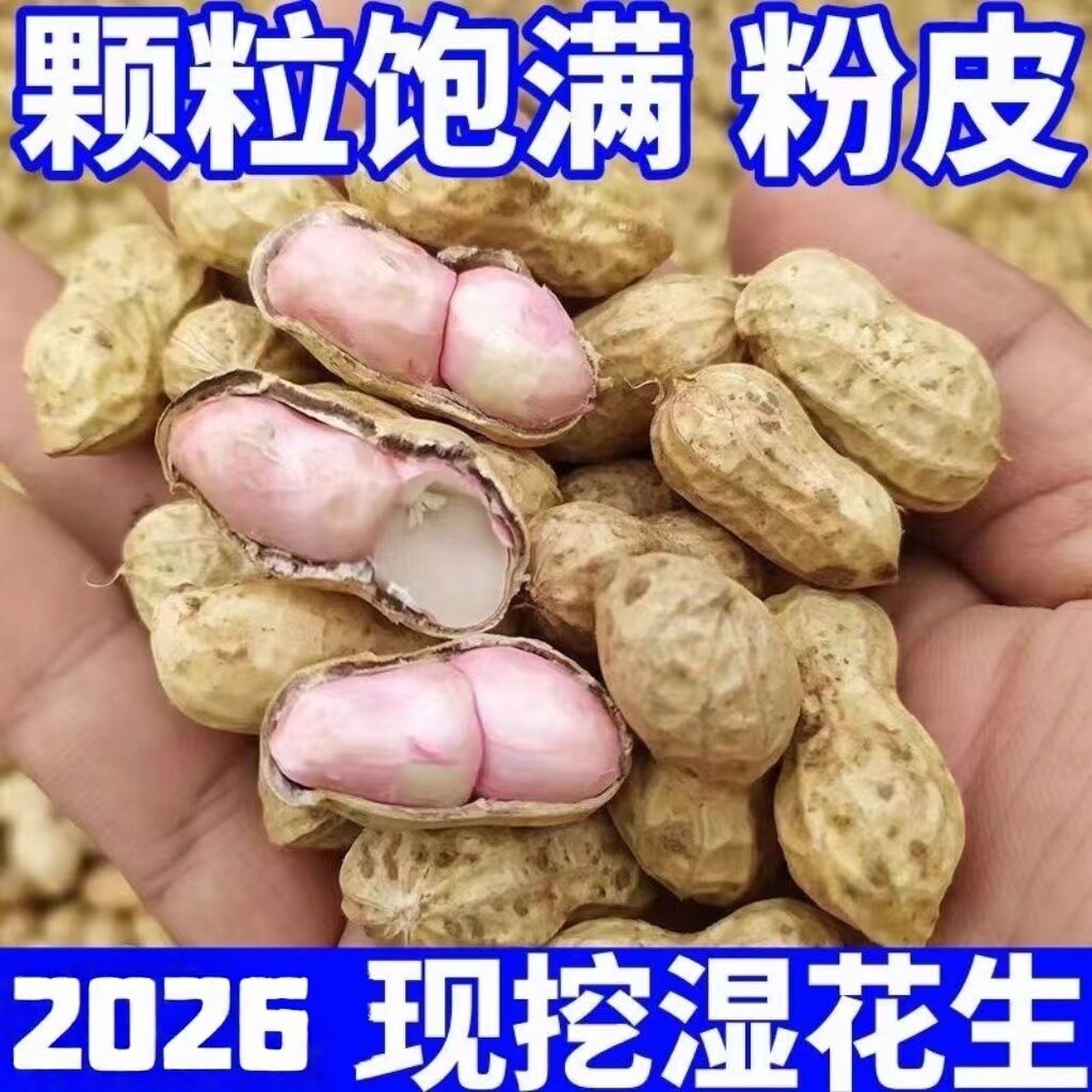 26年新鲜湿花生带壳花生图片