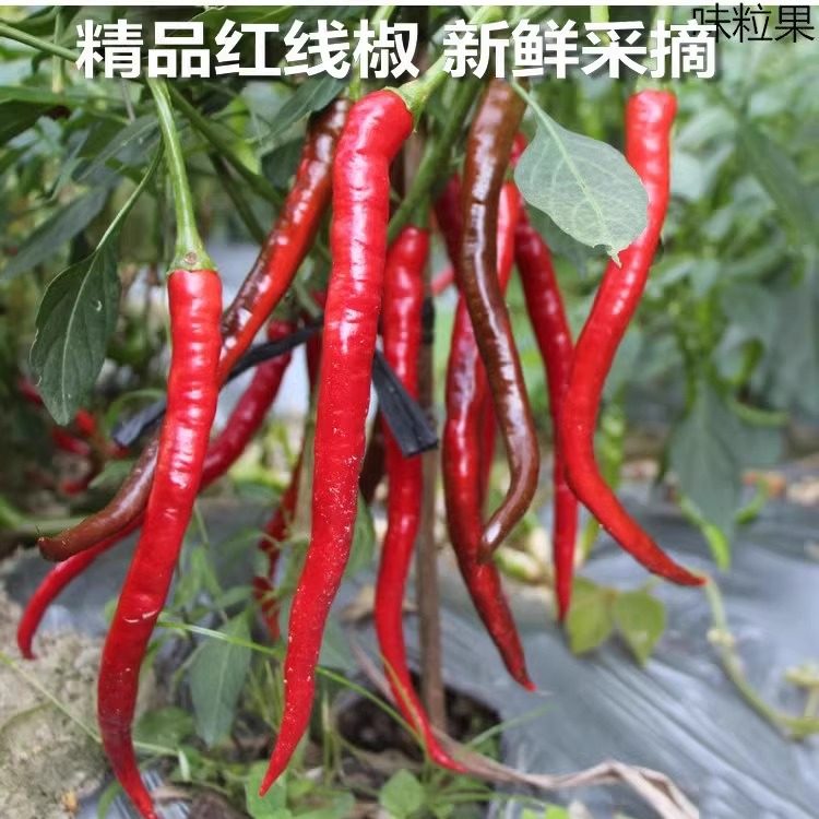 新鲜乌红辣椒农家种植现摘青红线椒红线椒特辣椒剁椒泡椒烧椒酱