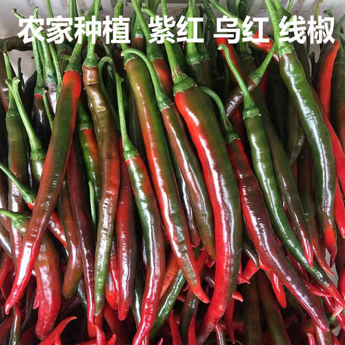 xinx新鲜采摘红辣椒剁椒线椒