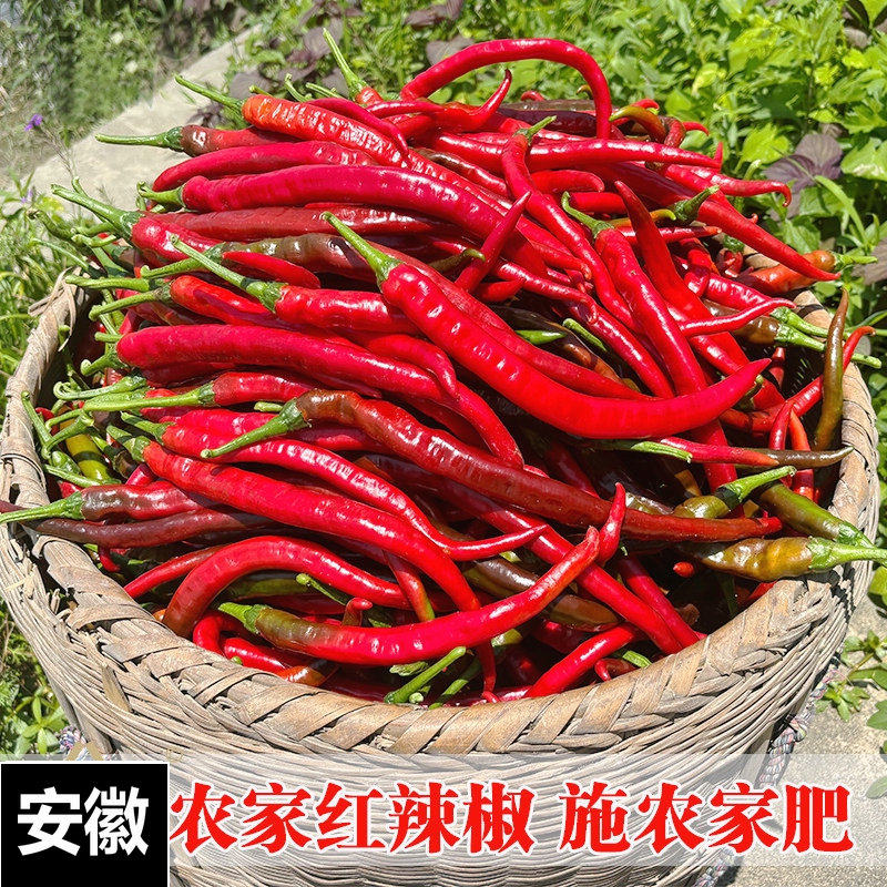 安徽农家 新鲜红辣椒薄皮现摘现发二荆条 尖椒红辣椒线椒泡椒剁椒