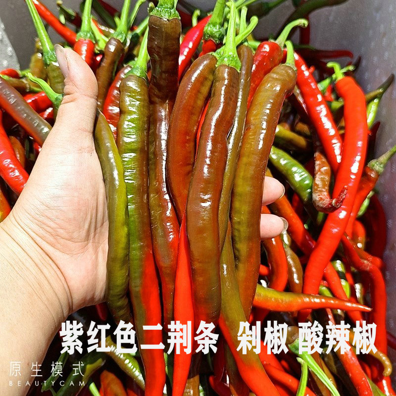 现摘新鲜荆条斤装农家自种青辣椒