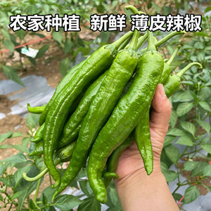 安徽农家 新鲜软皮辣椒细长饱满产地 尖椒湘菜馆软香辣薄皮青辣椒