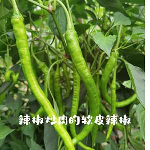 二荆条辣椒新鲜 中特辣香辣薄皮 青线椒农家菜薄皮青椒现摘长杭椒