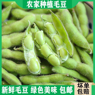 现摘新鲜毛豆蔬菜农家带壳