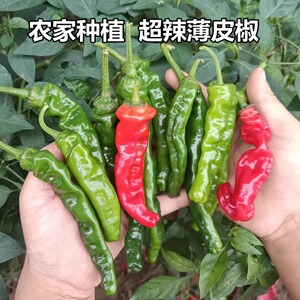农家 新鲜薄皮辣椒本地小皱皮特辣螺丝辣椒炒辣子鸡炒肉辣椒 青椒