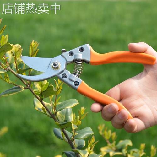 园艺工具修枝剪整枝剪刀摘果树枝修剪花木小剪园林剪刀绿化工具