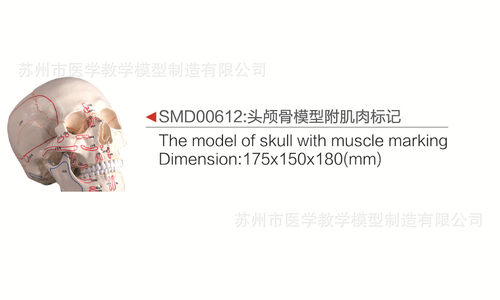 SMD00612头颅骨模型附肌肉标记