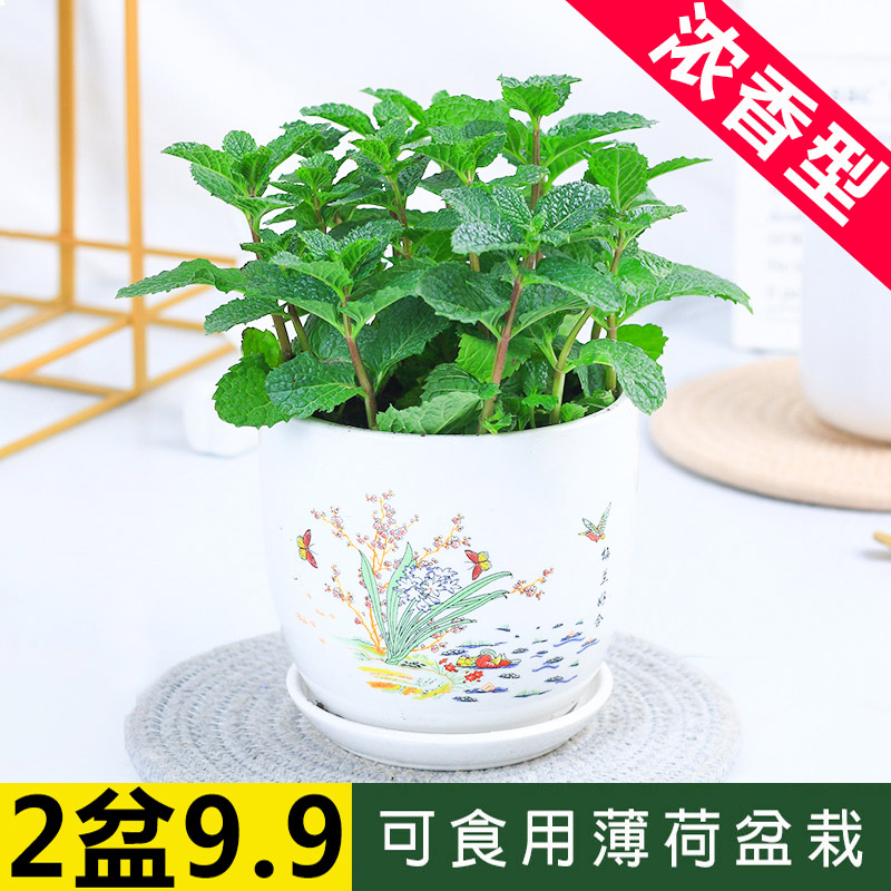 可食用 清香扑鼻 驱蚊提神