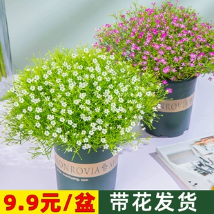 婚纱满天星盆栽带花苞四季 开花植物花卉吉普赛多年生室内阳台绿植