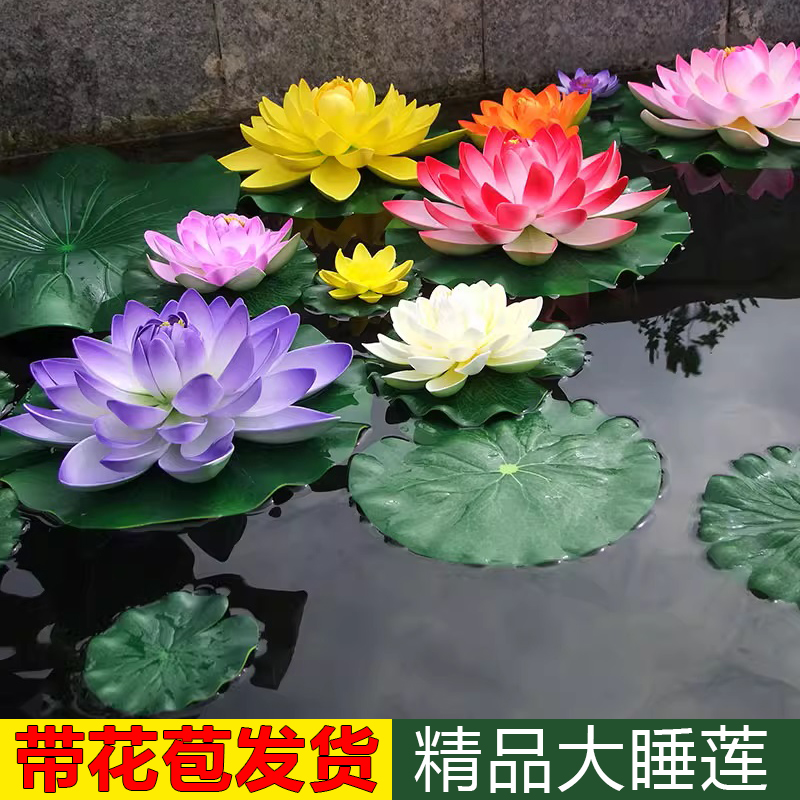 大睡莲水培植物花苗四季水养无土耐寒带花苞发货迷你家养花卉根块