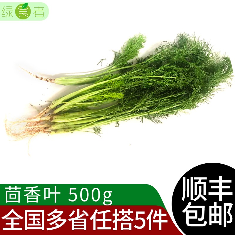 新鲜茴香叶500g 茴香苗饺子馅料茴香菜蔬菜 5件包邮