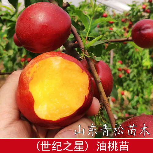 油桃新品种世纪之星油桃树苗 特大果油桃苗单果390克极早熟黄肉甜