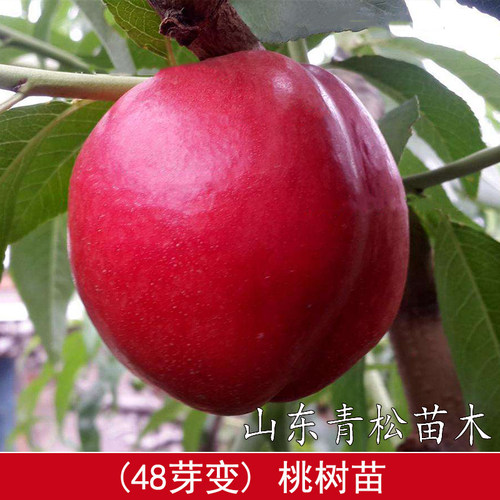 早熟黄肉油桃树新品种 特早熟大油桃48芽变桃树苗五月成熟 极丰产