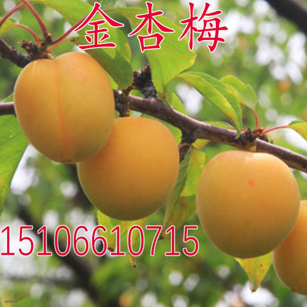 嫁接杏树苗 金杏梅杏苗 味甜可口 黄金杏梅树苗南方北方种植果树