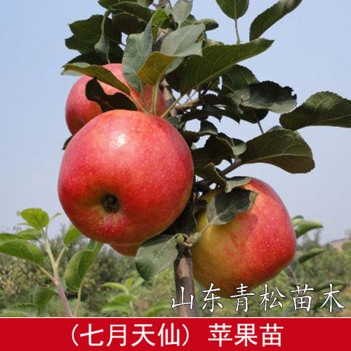特早熟苹果新品种 七月天仙苹果树苗 嫁接果苗南方北方种植