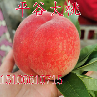 北京平谷大桃 水蜜桃树苗 久保桃苗9号桃子果苗嫁接苗南北方种植